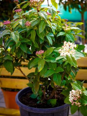 Vibrunum tinus