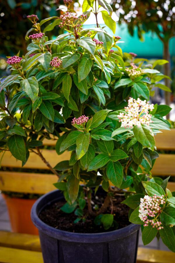 Vibrunum tinus