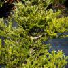 Abies koreana