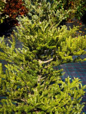 Abies koreana