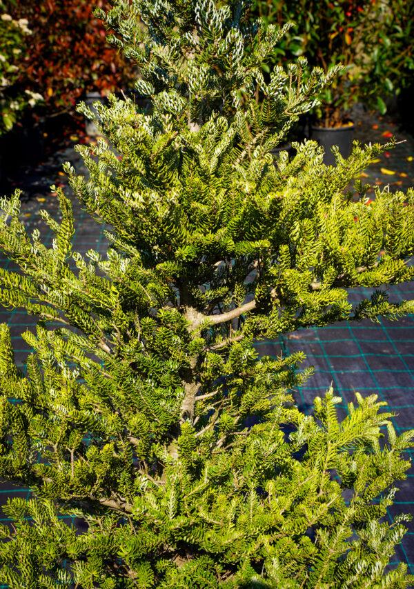 Abies koreana