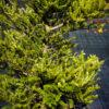 Abies koreana
