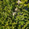 Abies koreana