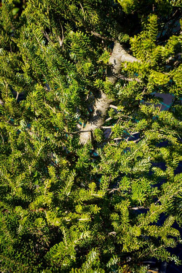 Abies koreana