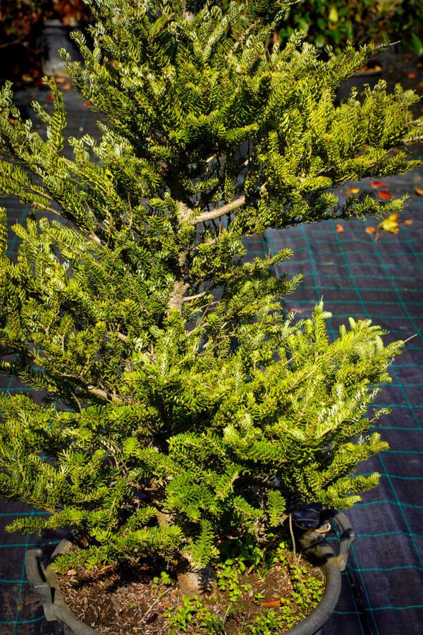 Abies koreana