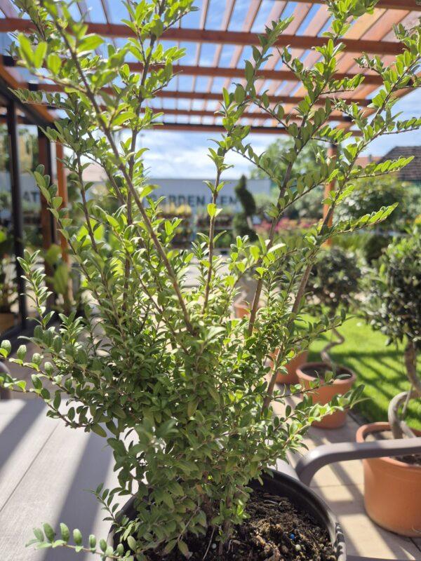 Lonicera nitida