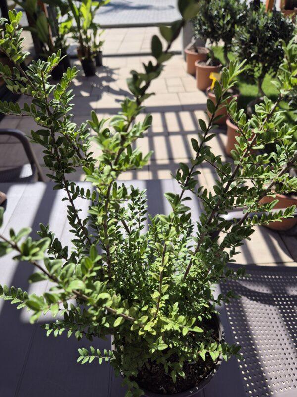 Lonicera nitida