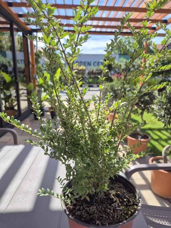 Lonicera nitida