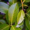 Prunus laurocerasus