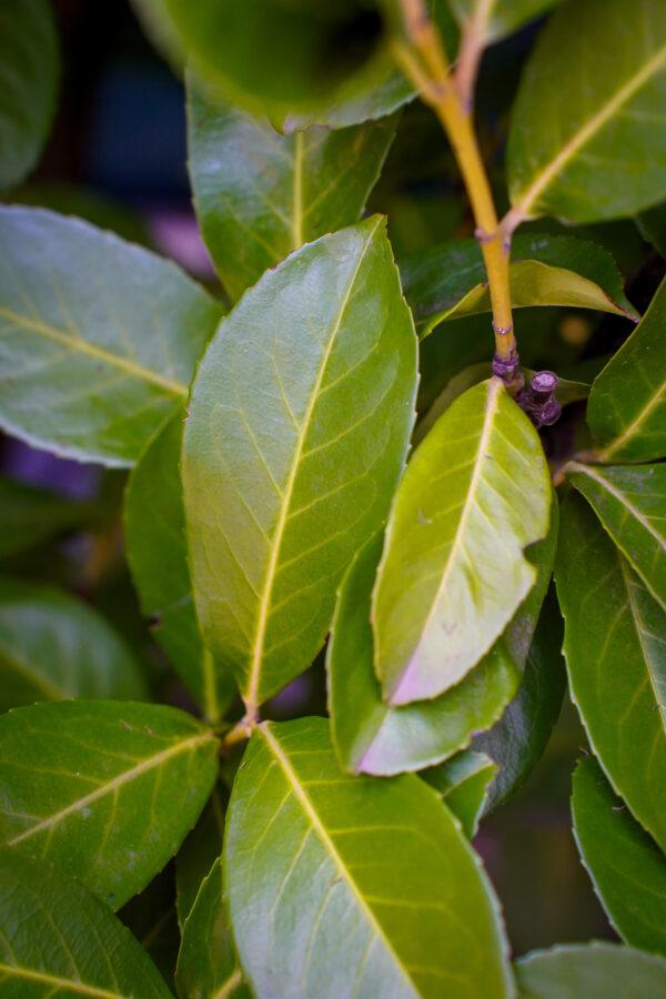 Prunus laurocerasus