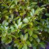 Prunus laurocerasus
