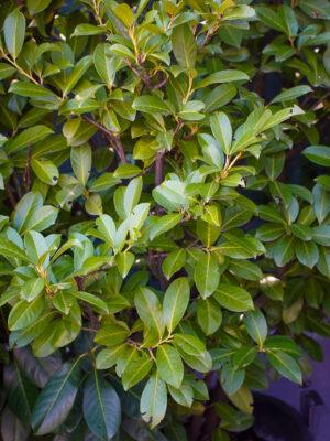 Prunus laurocerasus