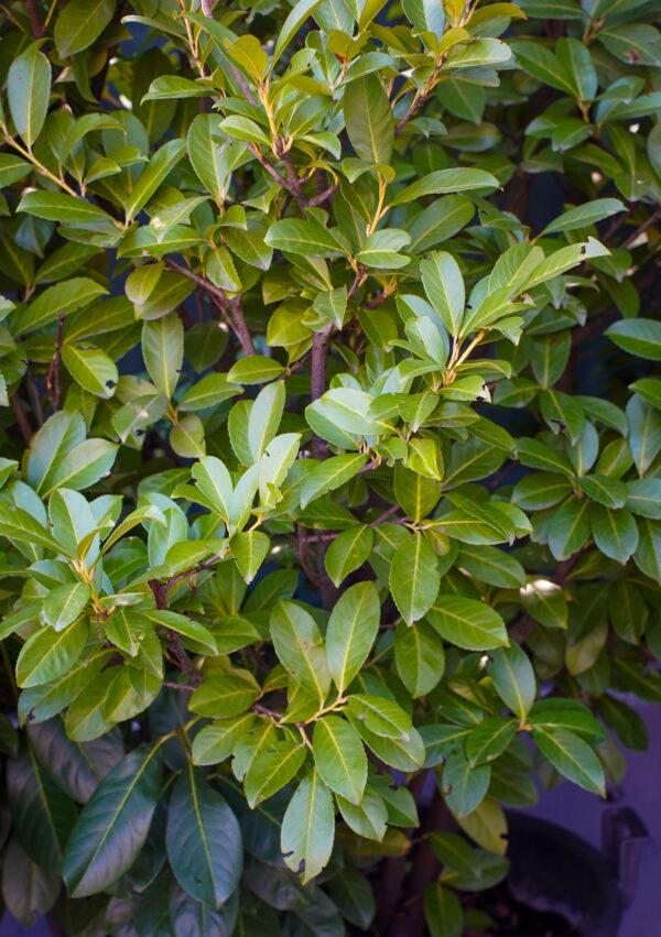 Prunus laurocerasus
