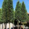 Cupressocyparis leylandii 1/2 FUSTO