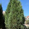 Cupressocyparis leylandii 1/2 FUSTO
