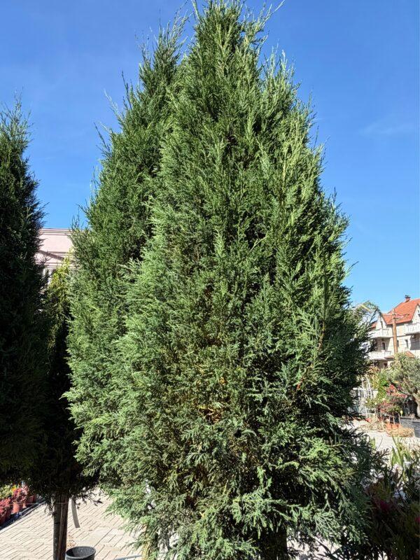 Cupressocyparis leylandii 1/2 FUSTO