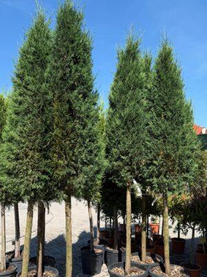 Cupressocyparis leylandii 1/2 FUSTO