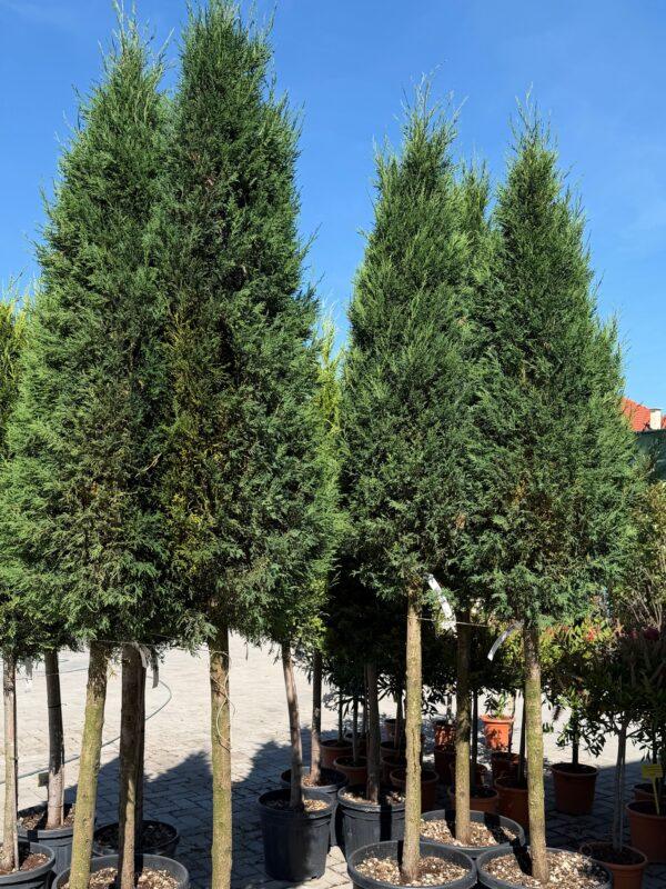 Cupressocyparis leylandii 1/2 FUSTO