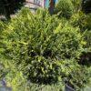 Cupressocyparis leylandii CW GOLD 3 PALLE