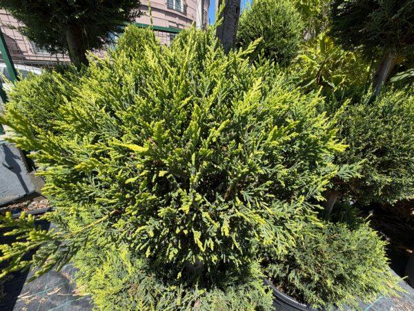 Cupressocyparis leylandii CW GOLD 3 PALLE