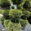 Cupressocyparis leylandii CW GOLD 3 PALLE