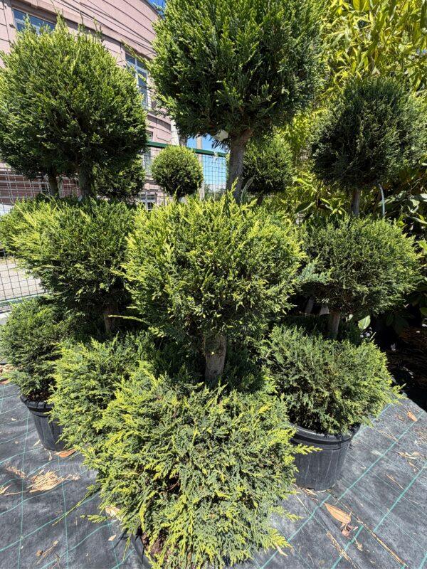 Cupressocyparis leylandii CW GOLD 3 PALLE