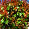 Photinia fraseri red robin 1/2 FUSTO