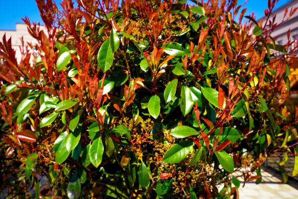 Photinia fraseri red robin 1/2 FUSTO