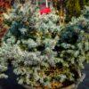 Picea pungens "Glauca"