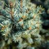 Picea pungens "Glauca"