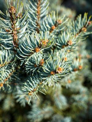 Picea pungens "Glauca"