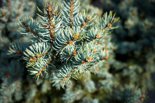 Picea pungens "Glauca"