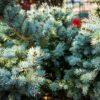 Picea pungens "Glauca"