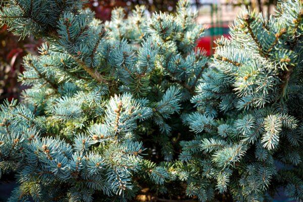 Picea pungens "Glauca"