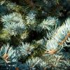 Picea pungens "Glauca"