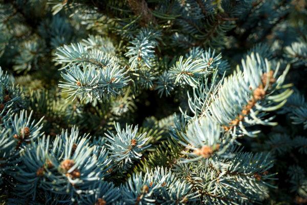 Picea pungens "Glauca"