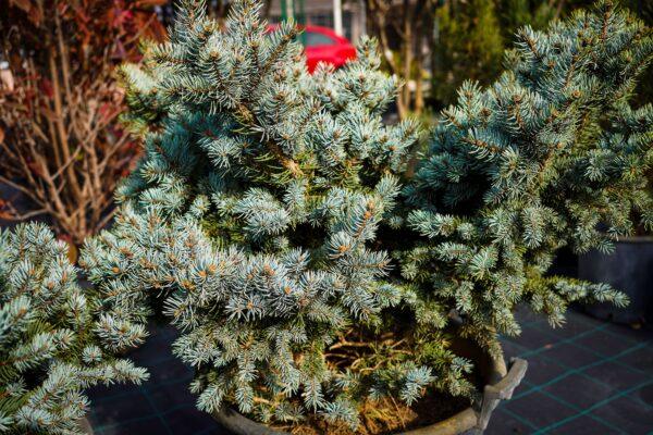 Picea pungens "Glauca"