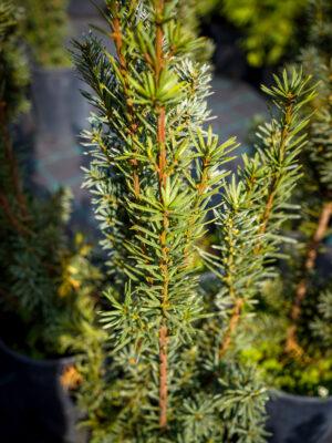 Taxus baccata “Lakatos”
