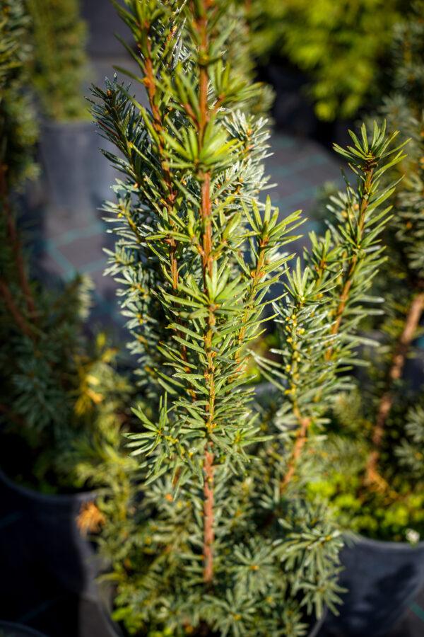 Taxus baccata “Lakatos”