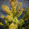 Taxus baccata