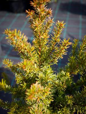 Taxus baccata