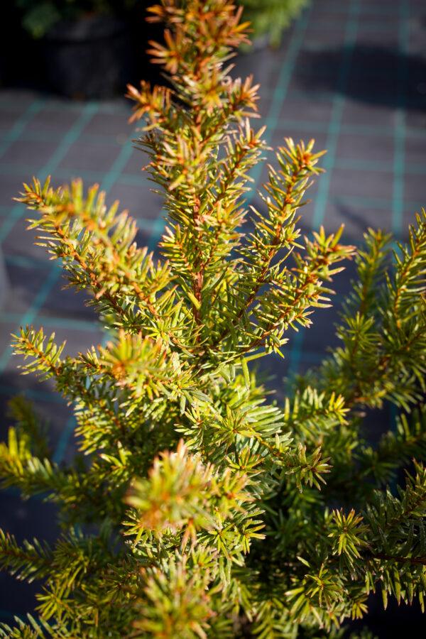 Taxus baccata
