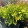 Thuja occidentalis "Globosa"