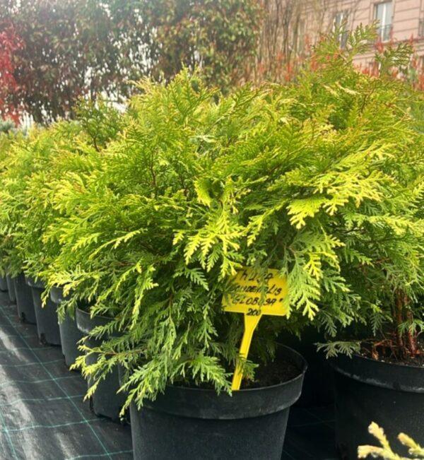 Thuja occidentalis "Globosa"