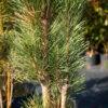 Pinus nigra "Simfonia"