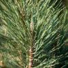Pinus nigra "Simfonia"