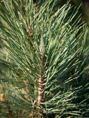 Pinus nigra "Simfonia"