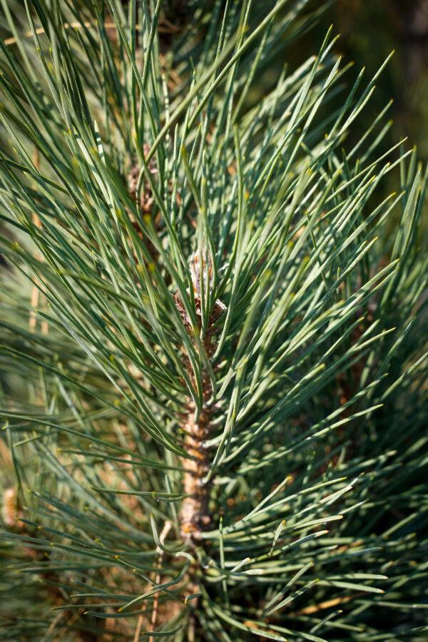 Pinus nigra "Simfonia"