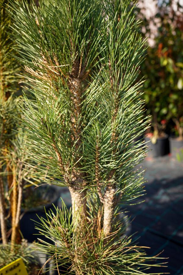 Pinus nigra "Simfonia"