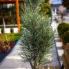 Pinus sylvestris "Fastigiata"
